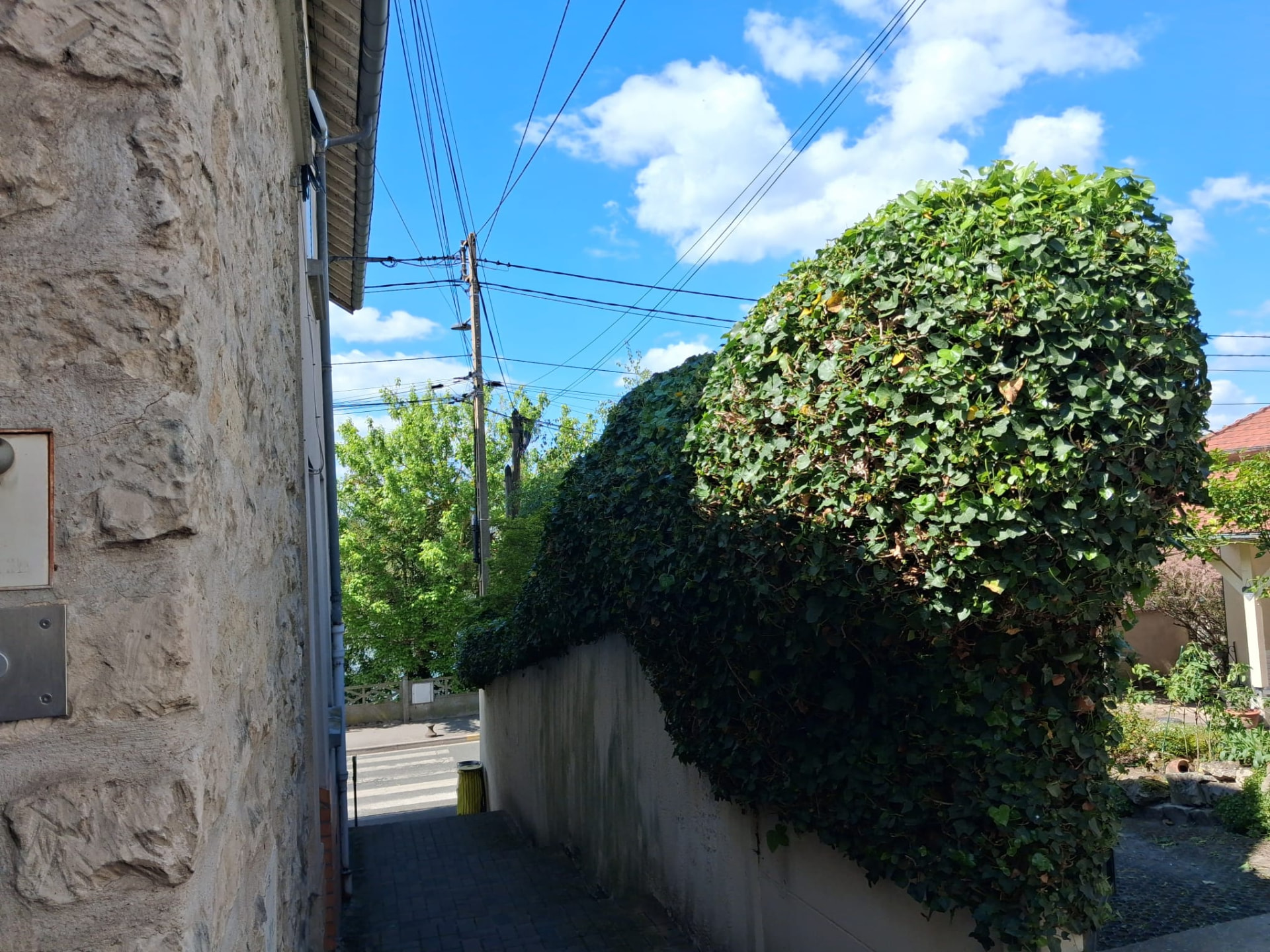 Haie de lierre après taille à Montigny-lès-Cormeilles