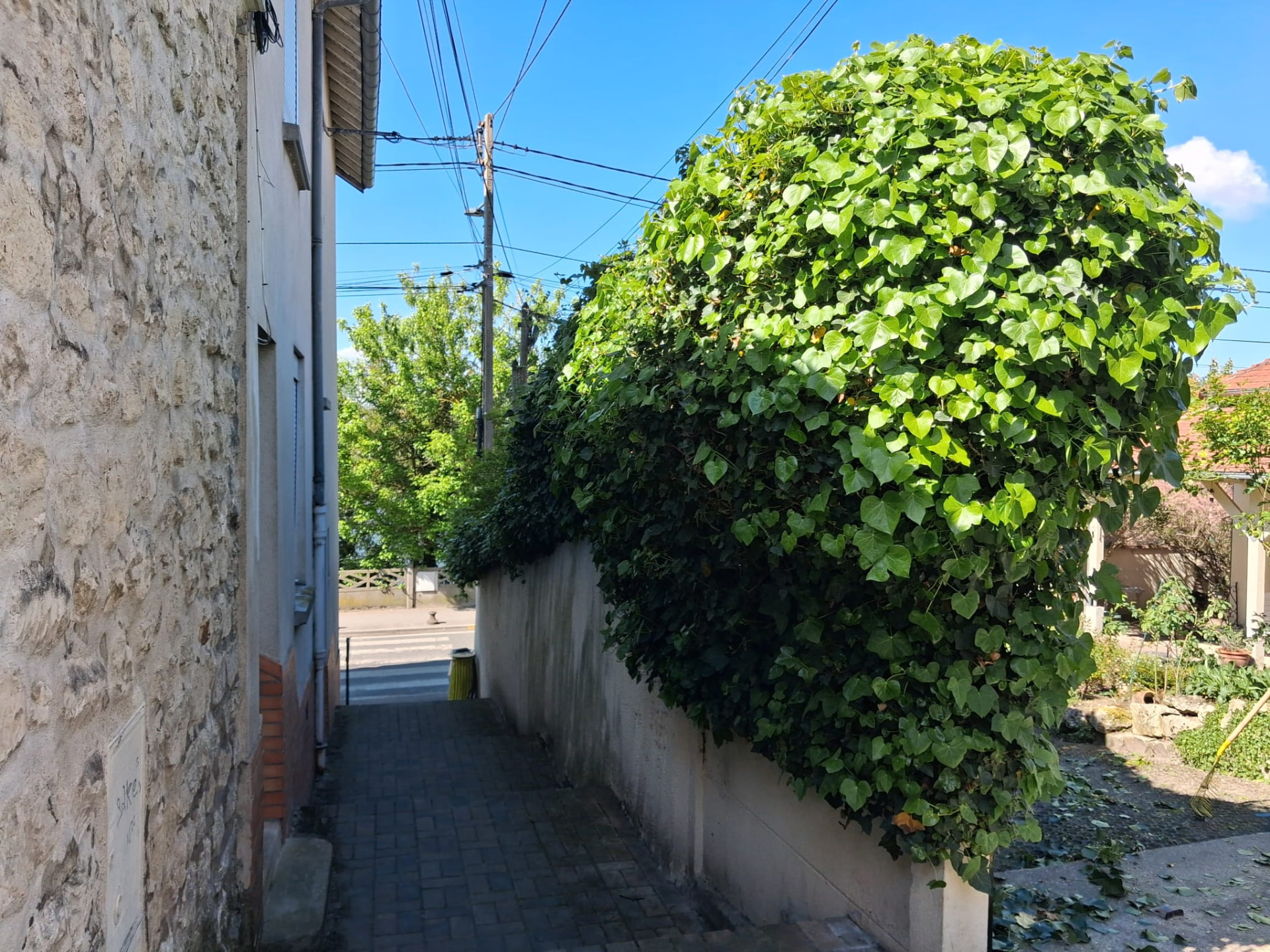 Haie de lierre avant taille à Montigny-lès-Cormeilles