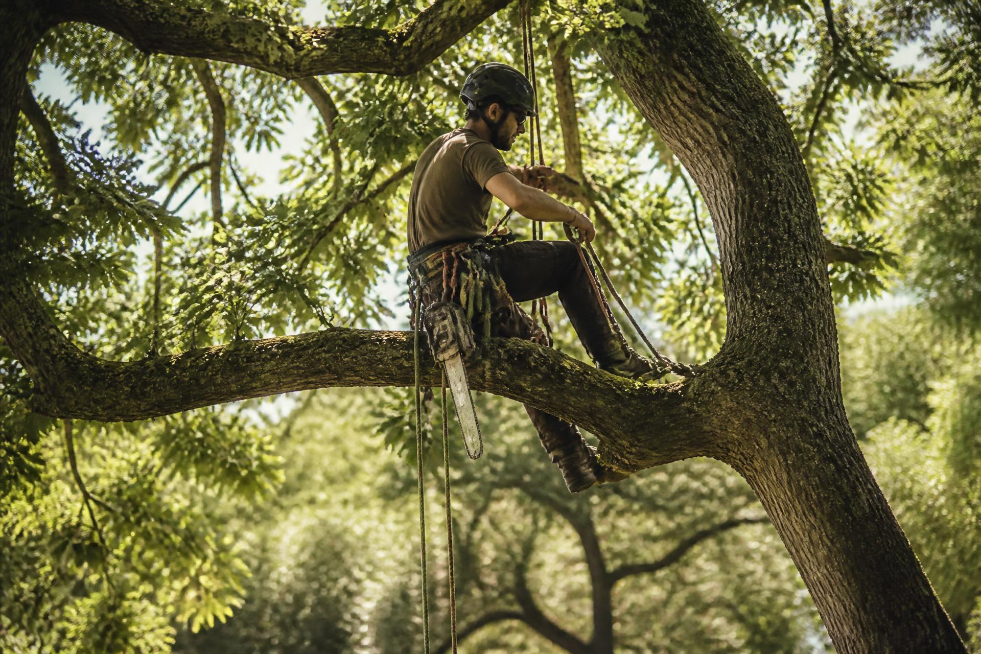 Élagueur grimpeur dans un arbre du Val-d'Oise