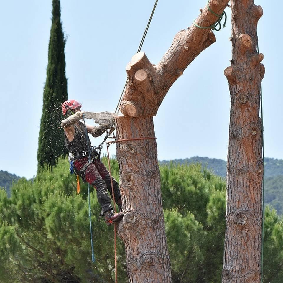 Démontage et élagage par cordes dans un jardin
