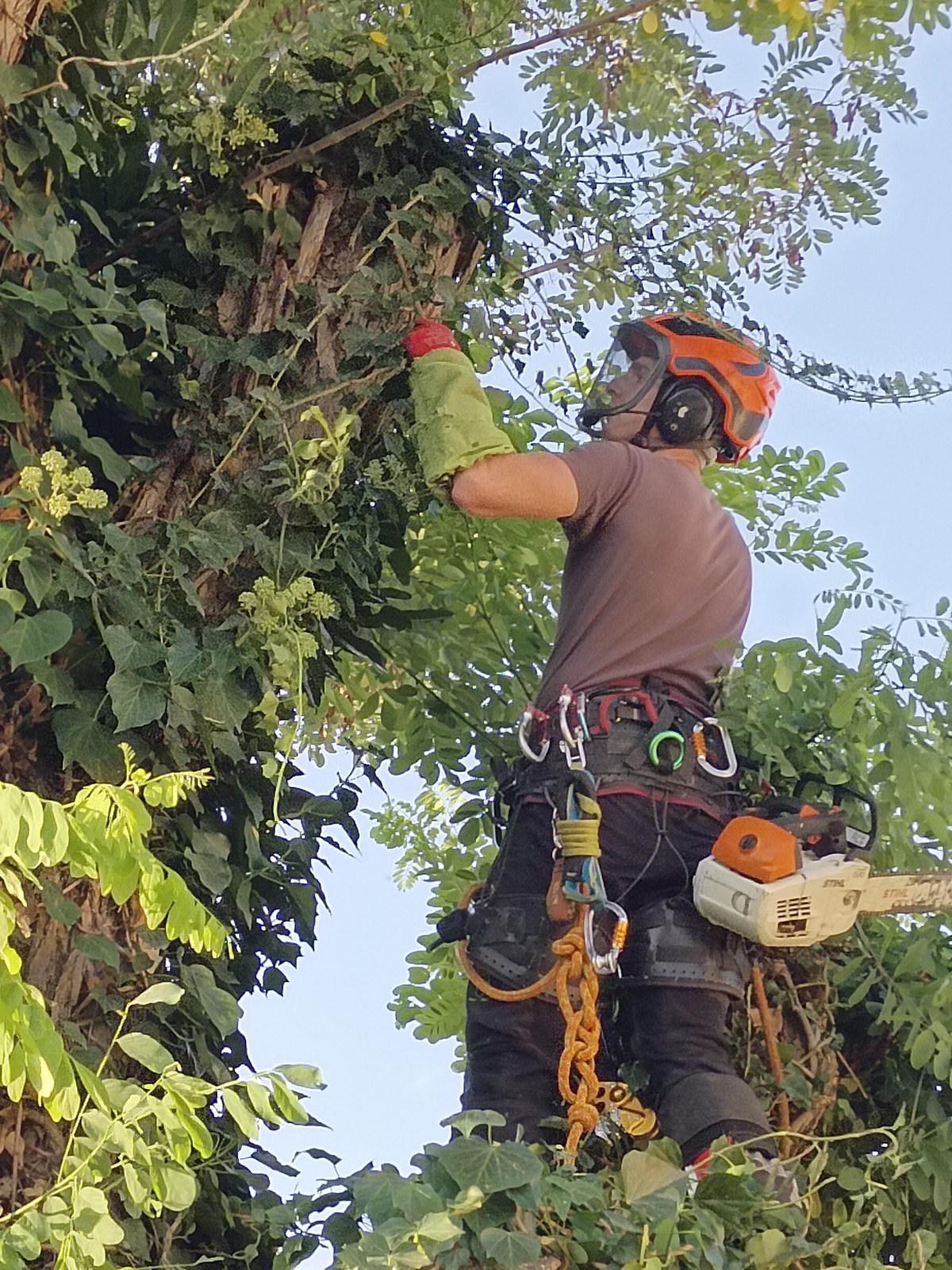 Élagage d'un arbre mature à Montigny-lès-Cormeilles