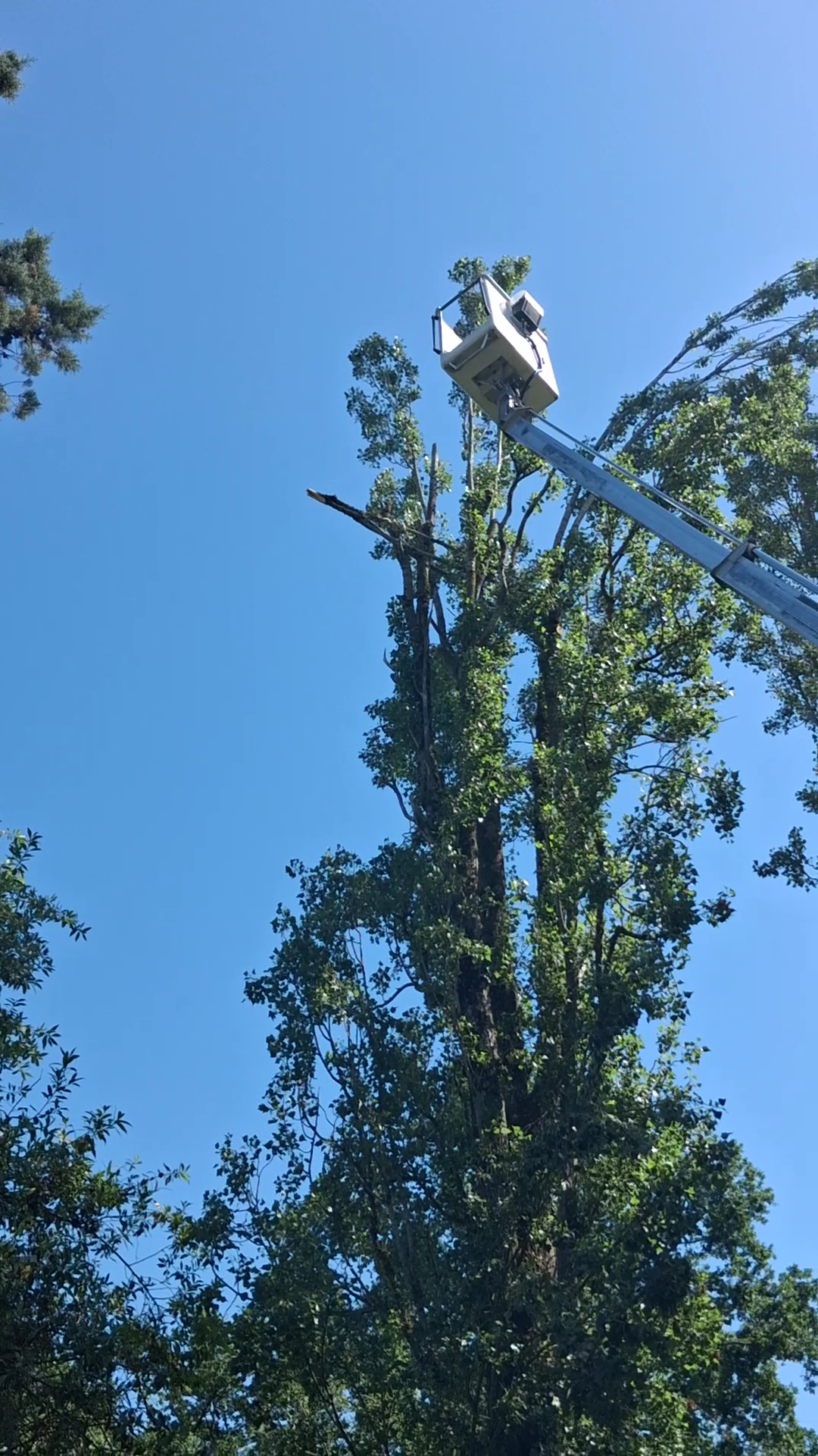 Démontage d'un grand arbre avec nacelle
